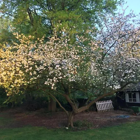 Rose House B&B-2